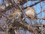 IMG_2142-c1-web * Mourning Dove * Mourning Dove