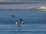 IMG_6382-web * Eagles frolicking; L&D 13, Fulton, IL. * Eagles frolicking; L&D 13, Fulton, IL.