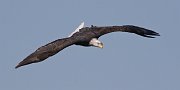 IMG_6401-web * Bald Eagle (basic IV sub-adult); L&D 13, Fulton, IL. * Bald Eagle (basic IV sub-adult); L&D 13, Fulton, IL.