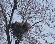 IMG_6438-web * On a nest; L&D 13, Fulton, IL. * On a nest; L&D 13, Fulton, IL.