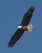 IMG_6518_alt-web * Bald Eagle; L&D 12, Bellevue, IA. * Bald Eagle; L&D 12, Bellevue, IA.