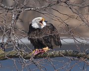 IMG_6536-web * Bald Eagle; L&D 12, Bellevue, IA. * Bald Eagle; L&D 12, Bellevue, IA.