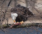 IMG_6538-web * Bald Eagle; L&D 12, Bellevue, IA. * Bald Eagle; L&D 12, Bellevue, IA.