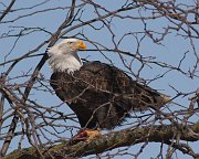 IMG_6556-web * Bald Eagle; L&D 12, Bellevue, IA. * Bald Eagle; L&D 12, Bellevue, IA.