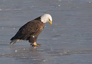 IMG_6626-web * Bald Eagle ice fishing; L&D 13, Fulton, IL. * Bald Eagle ice fishing; L&D 13, Fulton, IL.