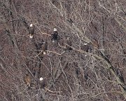 IMG_6703-web * The Eagles -- Hotel Mississippi. * The Eagles -- Hotel Mississippi.