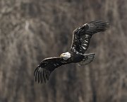 IMG_6708-web * Bald Eagle (basic III plumage); L&D 13, Fulton, IL. * Bald Eagle (basic III plumage); L&D 13, Fulton, IL.