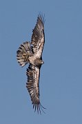 IMG_6783-web * Immature Bald Eagle (Basic I plumage); L&D 13, Fulton, IL. * Immature Bald Eagle (Basic I plumage); L&D 13, Fulton, IL.