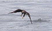 IMG_6836-web * Immature Bald Eagle fishing; L&D 12, Bellevue, IA. * Immature Bald Eagle fishing; L&D 12, Bellevue, IA.