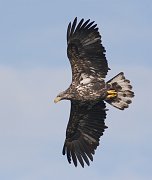 IMG_6857-web * Immature Bald Eagle (basic II plumage); L&D 12, Bellevue, IA. * Immature Bald Eagle (basic II plumage); L&D 12, Bellevue, IA.