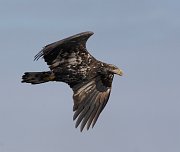 IMG_6874-web * Immature Bald Eagle; L&D 12, Bellevue, IA. * Immature Bald Eagle; L&D 12, Bellevue, IA.