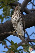 Coopers_Hawk