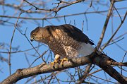 IMG_1902-web * Cooper's Hawk; Jarvis Sanctuary. * Cooper's Hawk; Jarvis Sanctuary.