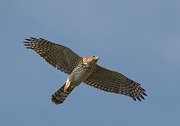 IMG_2835-web * Cooper's Hawk; Montrose. * Cooper's Hawk; Montrose.
