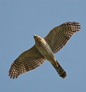 IMG_2837-web * Cooper's Hawk; Montrose. * Cooper's Hawk; Montrose.