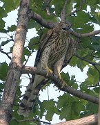 IMG_3061-web * Cooper's Hawk fending off crows; Lincoln Park. * Cooper's Hawk fending off crows; Lincoln Park.