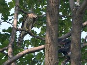 IMG_3065-web * Cooper's Hawk fending off crows; Lincoln Park. * Cooper's Hawk fending off crows; Lincoln Park.
