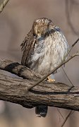IMG_3149-web * Cooper's Hawk; Lincoln Park North Pond. * Cooper's Hawk; Lincoln Park North Pond.