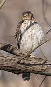 IMG_3151-web * Cooper's Hawk; Lincoln Park North Pond. * Cooper's Hawk; Lincoln Park North Pond.