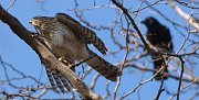 IMG_3204-web * Cooper's Hawk; Lincoln Park North Pond. * Cooper's Hawk; Lincoln Park North Pond.
