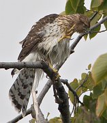 IMG_3433-web * Cooper's Hawk; Lincoln Park. * Cooper's Hawk; Lincoln Park.