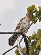 IMG_3437-alt-web * Cooper's Hawk; Lincoln Park. * Cooper's Hawk; Lincoln Park.