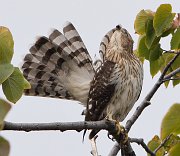 IMG_3458_alt-web * Cooper's Hawk; Lincoln Park. * Cooper's Hawk; Lincoln Park.