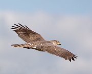 IMG_5177-web * Cooper's Hawk; Montrose. * Cooper's Hawk; Montrose.