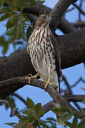 IMG_5290_alt-web * Cooper's Hawk; Montrose. * Cooper's Hawk; Montrose.