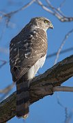 IMG_7032-web * Cooper's Hawk; Lincoln Park North Pond. * Cooper's Hawk; Lincoln Park North Pond.