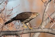 IMG_7639-c1-web * Cooper's Hawk; Lincoln Park North Pond. * Cooper's Hawk; Lincoln Park North Pond.