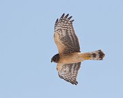 IMG_1553-web * Northern Harrier (juvenile); Montrose. * Northern Harrier (juvenile); Montrose.