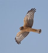 IMG_1607-web * Northern Harrier (juvenile); Montrose. * Northern Harrier (juvenile); Montrose.