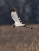 IMG_2752-web * Northern Harrier; Kankakee/Iriquois County, IL. * Northern Harrier; Kankakee/Iriquois County, IL.