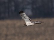 IMG_2753-web * Northern Harrier; Kankakee/Iriquois County, IL. * Northern Harrier; Kankakee/Iriquois County, IL.