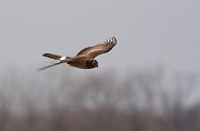 IMG_4417-web * Northern Harrier; Rollins Savanna, Grayslake, IL. * Northern Harrier; Rollins Savanna, Grayslake, IL.