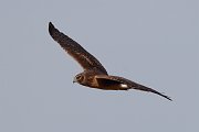 IMG_7007-c1-web * Northern Harrier; Rollins Savanna, Grayslake, IL. * Northern Harrier; Rollins Savanna, Grayslake, IL.