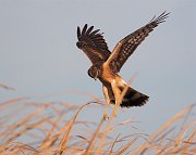 IMG_7016-c1-web * Northern Harrier; Rollins Savanna, Grayslake, IL. * Northern Harrier; Rollins Savanna, Grayslake, IL.