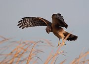 IMG_7017-c1-web * Northern Harrier; Rollins Savanna, Grayslake, IL. * Northern Harrier; Rollins Savanna, Grayslake, IL.