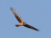 IMG_7263-c1-web * Northern Harrier; Rollins Savanna, Grayslake, IL. * Northern Harrier; Rollins Savanna, Grayslake, IL.