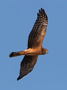 IMG_7267-c1-web * Northern Harrier; Rollins Savanna, Grayslake, IL. * Northern Harrier; Rollins Savanna, Grayslake, IL.