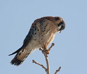 IMG_1788-web * American Kestrel (male); Montrose. * American Kestrel (male); Montrose.