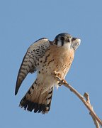 IMG_1799-alt * American Kestrel (male); Montrose. * American Kestrel (male); Montrose.