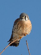 IMG_1847-web * American Kestrel (male); Montrose. * American Kestrel (male); Montrose.