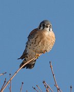 IMG_1848_alt2-web * American Kestrel (male); Montrose. * American Kestrel (male); Montrose.