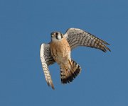 IMG_1850_alt2-web * American Kestrel (male); Montrose. * American Kestrel (male); Montrose.