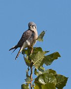 IMG_5743-c1-web * Kestrel; Northerly Island, Chicago. * Kestrel; Northerly Island, Chicago.