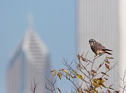 IMG_5772-c1-web * Kestrel; Northerly Island, Chicago. * Kestrel; Northerly Island, Chicago.