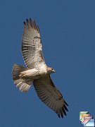 Red-tailed_Hawk