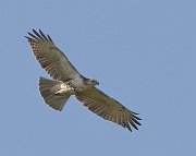 IMG_3953-web * Red-tailed Hawk (juvenile Krider's); Monee Reservoir. * Red-tailed Hawk (juvenile Krider's); Monee Reservoir.